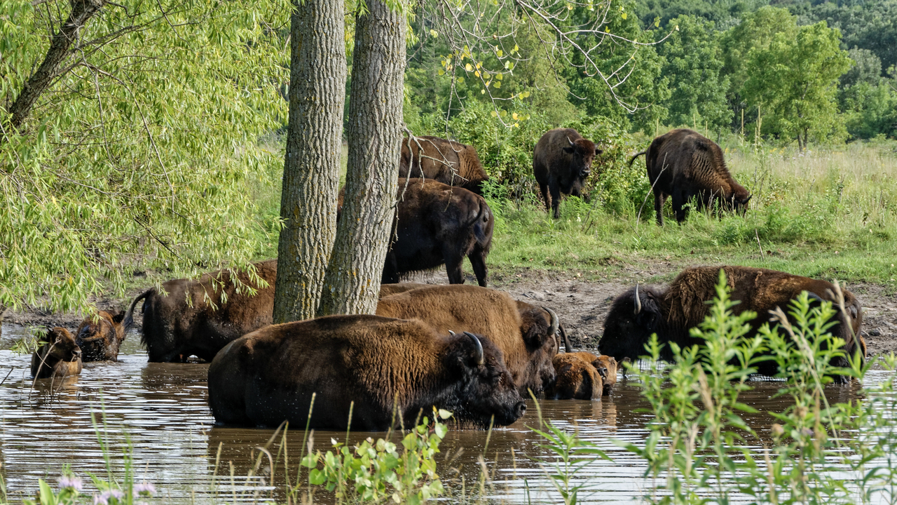 20190801-173809••North Mankato•Minnesota•USAA